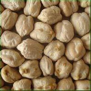 Gram Seeds at Best Price from Manufacturers, Suppliers & Traders