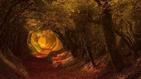 Autumn tree tunnel (Halnaker, England) - backiee