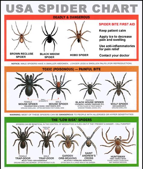 Spider bite worry chart : r/coolguides