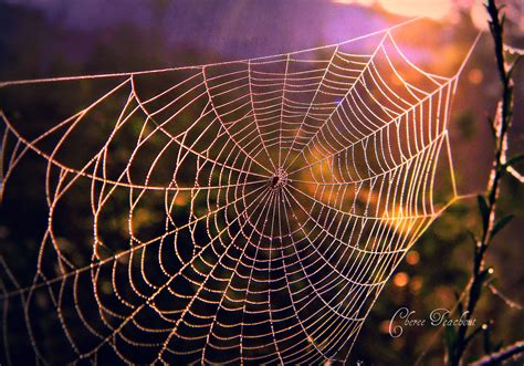 Spiderweb at sunrise with dew drops Photography ... Photos by Cheree ...