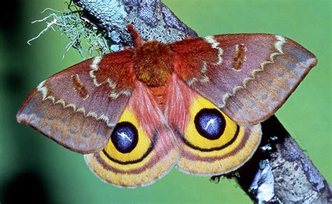 Io Moth Automeris Io Adult Female Photograph by Millard H. Sharp