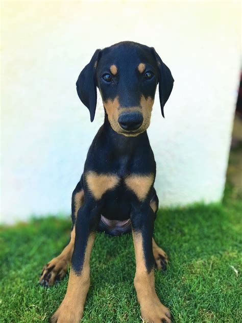 Doberman Pinscher Puppies For Sale | Riverside, CA #330761