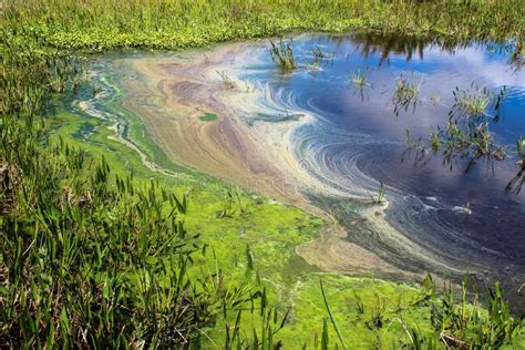 Pollution and Algae in the Wetlands Stock Photo - Image of marsh, dirt: 213154980