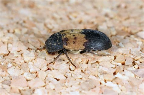 Larder Beetle Pictures - AZ Animals