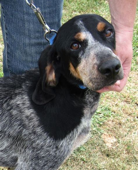 Bluetick Coonhound - Hounds of large size . United States Dogs