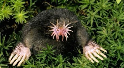 Facts About Moles | Live Science