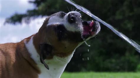 boxer dog drinking water awkward angle cute and funny 4k by BlackBoxGuild