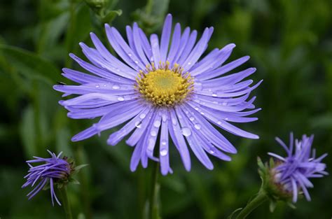 The Herbaceous Border | Oxford Botanic Garden and Arboretum