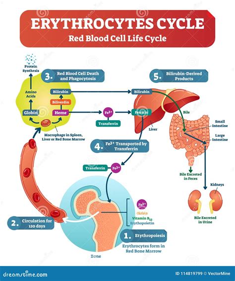 Red Blood Cell - Erythrocytes Life Cycle and Circulation Scheme in ...