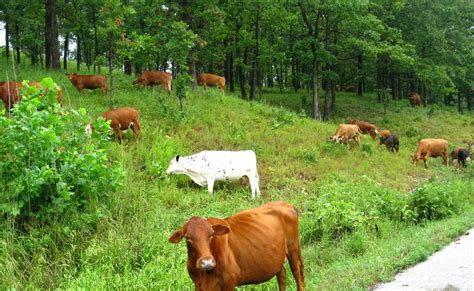 Chetumal | Se desarrollan 19 proyectos de ganadería sustentable en Q. Roo