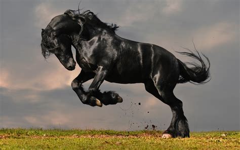 Friesian Horse Wallpaper (59+ images)