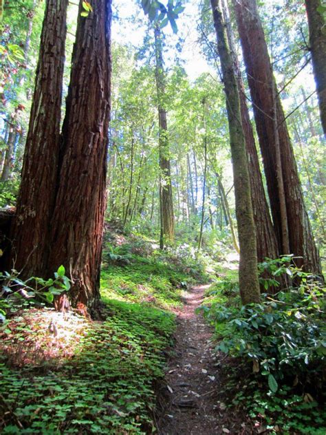 A walk in the woods. Pogonip Park, Santa Cruz, California. Photo by E.S. McConkie. | Santa cruz ...