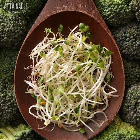 Broccoli Sprouts: How to Grow them for Fresh Greens Year Round