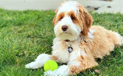 Aussiedoodle - 12 Surprising Facts You Should Know About | Aussiedoodle ...