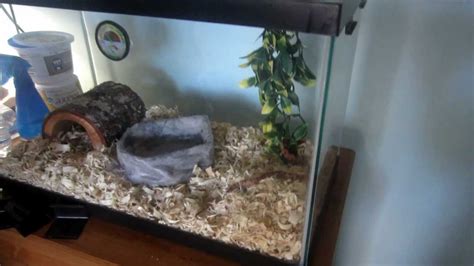 Baby Corn Snake Tank Setup - YouTube