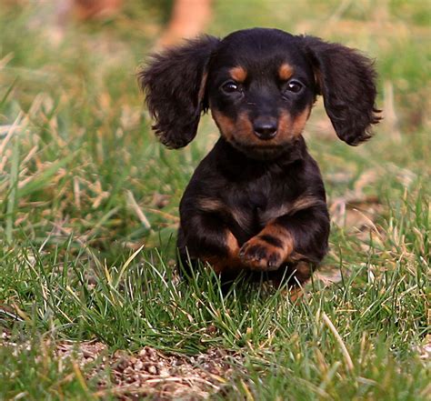 Flickr | Puppies, Dachshund dog, Cute dogs