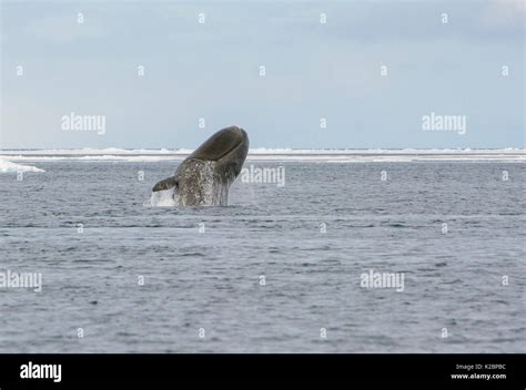 Bowhead whale arctic breaching hi-res stock photography and images - Alamy