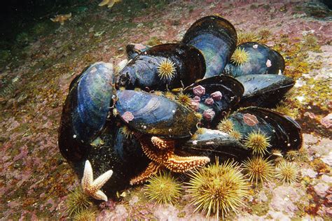 Blue Mussels (Mytilus edulis) - Stock Image - C006/5645 - Science Photo Library