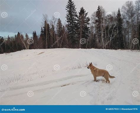 Dog standing in snow stock image. Image of winter, snow - 68357933