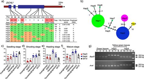 Haplotype analysis and functional marker development of SiCHLI. a... | Download Scientific Diagram