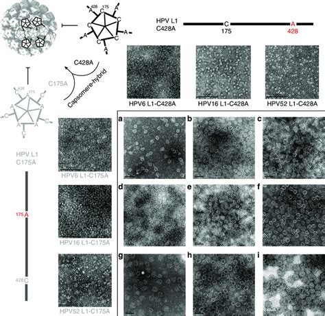 Schematic presentation and negative-staining transmission electron ...