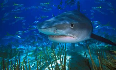 Sharks ‘Critical’ to Restoring Damaged Ecosystems, Finds Study - The ...