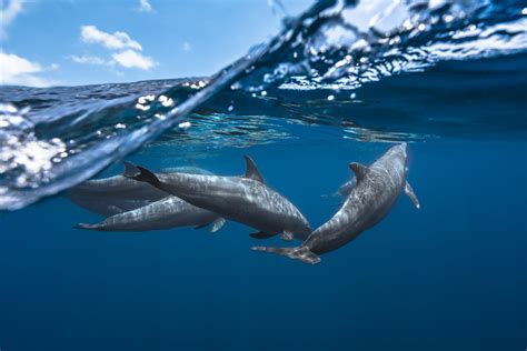 Four gray dolphins, dolphin, sea life, underwater, water HD wallpaper | Wallpaper Flare