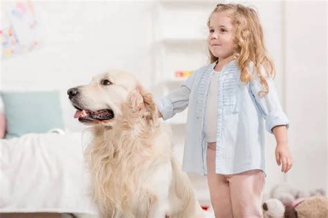 Cheerful Adorable Kid Golden Retriever Children Room Stock Photo by ©EdZbarzhyvetsky 231619388