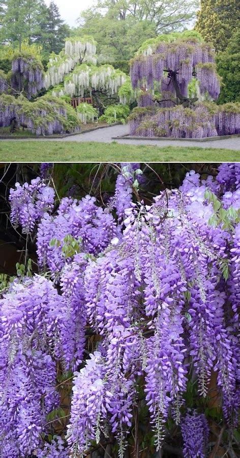 Blue Japanese Wisteria Vine