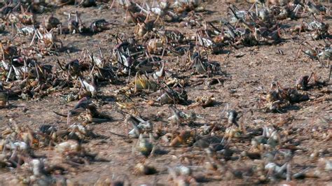 Blood-red crickets invade Nevada town, residents fight back with brooms, leaf blowers, snow plows