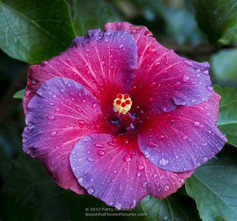 Purple Hibiscus Plants - Plants BB