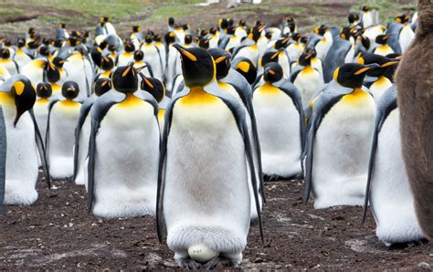 Earth’s largest king penguin colony has declined by 90 percent - Earth.com