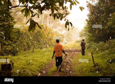 Cocoa bean harvesters walk to the cocoa plantations with long poles ...