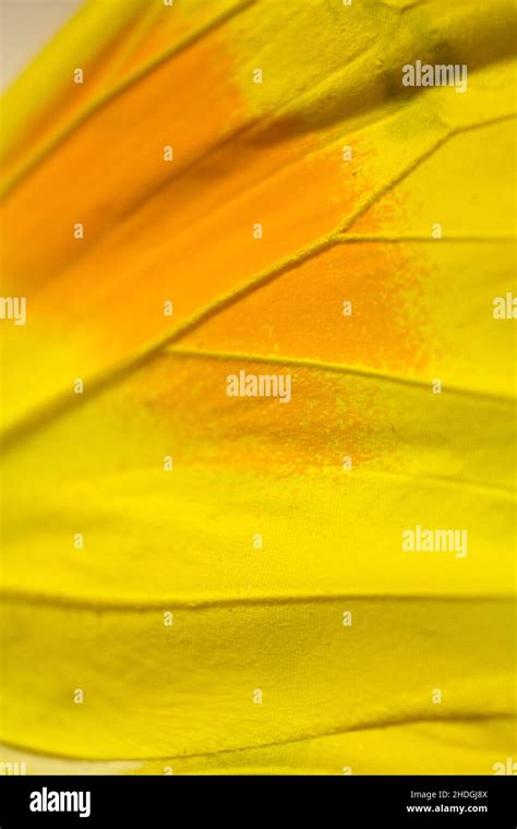 yellow, butterfly wings, yellows, butterfly wing Stock Photo - Alamy