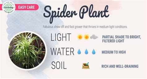 Spider Plant Care Guide: How to Grow Healthy Spider Plants - YHMAG