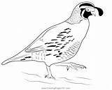 California Quail Bird Walking Coloring Page For Kids  Free Quails sketch template