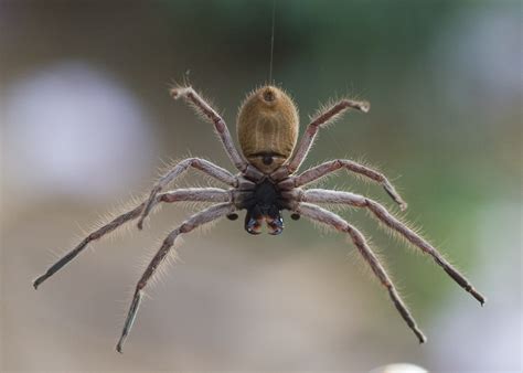 The 10 Most Venomous Spiders in Australia