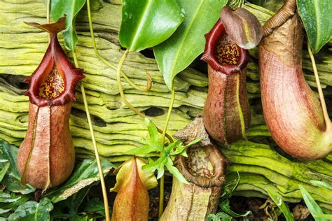 Pitcher Plant - KHAO SOK National Park, Thailand