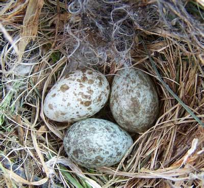 HOSP (House Sparrow) Eggs