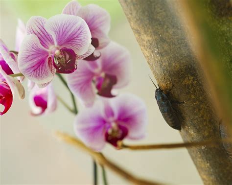 Controlling Pests On Orchid Flowers – Tips On Managing Orchid Pests | Orchid pests, Orchids ...