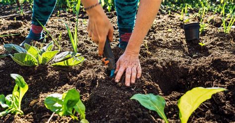 How to Use Compost as Fertilizer