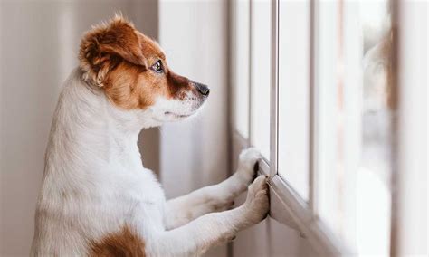 Perros durante la cuarentena: la falta de paseos puede repercutir en su salud y en su temperamento