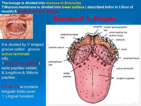 86 Tongue dorsal surface - YouTube