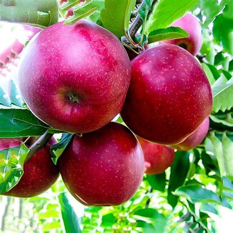 Jonathan Apple Trees For Sale Online | The Tree Center™