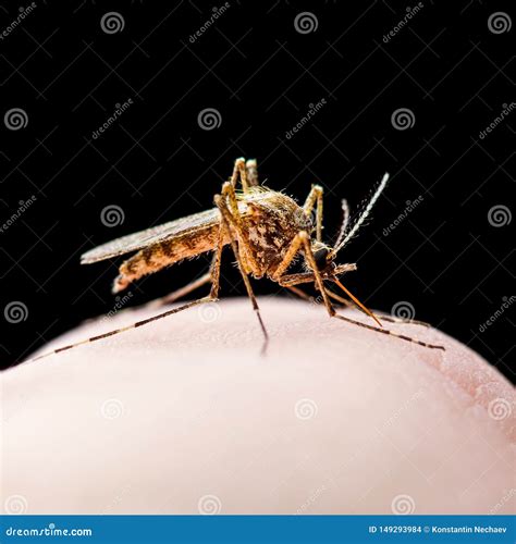 Yellow Fever, Malaria or Zika Virus Infected Mosquito Insect Bite ...