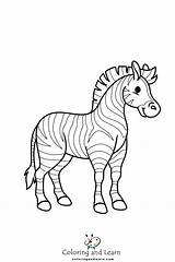 Zebra Coloring Pages FREE 2025  And Learn sketch template