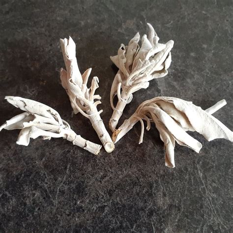 Herbs – White Sage | Hope Seeds