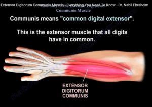 Anatomy Of The Extensor Digitorum Communis — OrthopaedicPrinciples.com