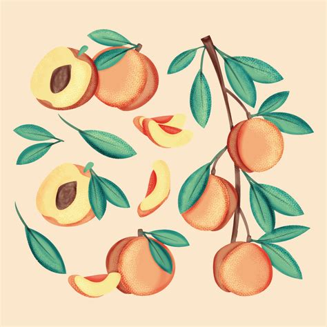 Vector Hand Drawn Peaches 167462 Vector Art at Vecteezy