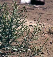 Plants of the Gobi desert – A website about deserts